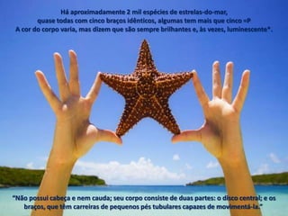 Há aproximadamente 2 mil espécies de estrelas-do-mar,
        quase todas com cinco braços idênticos, algumas tem mais que cinco =P
 A cor do corpo varia, mas dizem que são sempre brilhantes e, às vezes, luminescente*.




“Não possui cabeça e nem cauda; seu corpo consiste de duas partes: o disco central; e os
   braços, que têm carreiras de pequenos pés tubulares capazes de movimentá-la.”
 