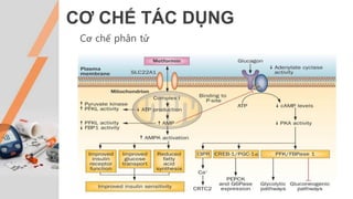 CƠ CHẾ TÁC DỤNG
Cơ chế phân tử
 