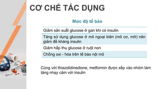 Giảm sản xuất glucose ở gan khi có insulin
Tăng sử dụng glucose ở mô ngoại biên (mô cơ, mỡ) nên
giảm đề kháng insulin
Giảm hấp thụ glucose ở ruột non
Chống oxi - hóa trên tế bào nội mô
CƠ CHẾ TÁC DỤNG
Mức độ tế bào
Cùng với thiazolidinedione, metformin được xếp vào nhóm làm
tăng nhạy cảm với insulin
 