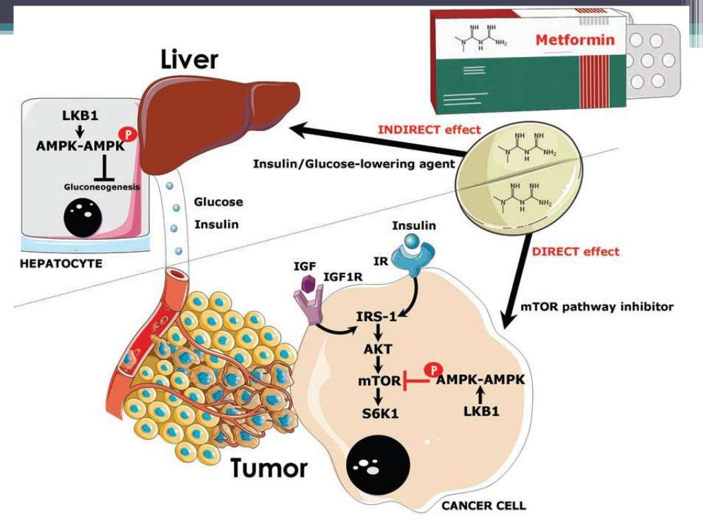 metformin-and-cancer-journal-club