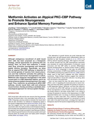 Cell Stem Cell

Article

Metformin Activates an Atypical PKC-CBP Pathway
to Promote Neurogenesis
and Enhance Spatial Memory Formation
Jing Wang,1,2 Denis Gallagher,1,2,4,9 Loren M. DeVito,3,9 Gonzalo I. Cancino,1,2 David Tsui,1,5 Ling He,8 Gordon M. Keller,4
Paul W. Frankland,3,5,6 David R. Kaplan,2,5,7 and Freda D. Miller1,4,5,6,7,*
1Programs    in Developmental and Stem Cell Biology
2Cell Biology
3Neurosciences and Mental Health

Hospital for Sick Children, Toronto, ON M5G 1X8, Canada
4McEwen Center for Regenerative Medicine, University Health Network, Toronto, ON M5G 1L7, Canada
5Institute of Medical Science
6Department of Physiology
7Department of Molecular Genetics

University of Toronto, Toronto, ON M5SG 1A8, Canada
8Department of Pediatrics and Medicine, Johns Hopkins Medical School, Baltimore, MD 21287, USA
9These authors contributed equally to this work

*Correspondence: fredam@sickkids.ca
DOI 10.1016/j.stem.2012.03.016



SUMMARY                                                                  One alternative to growth factors are small molecules that
                                                                      promote stem cell self-renewal and/or differentiation either as
Although endogenous recruitment of adult neural                       identiﬁed by high throughput screens (Li et al., 2012) or by
stem cells has been proposed as a therapeutic                         deﬁning relevant signaling pathways. With regard to the latter,
strategy, clinical approaches for achieving this are                  we recently showed that the CBP transcriptional coactivator
lacking. Here, we show that metformin, a widely                       was necessary for optimal differentiation of embryonic neural
used drug, promotes neurogenesis and enhances                         precursors and that CBP ability to promote differentiation
                                                                      required phosphorylation by atypical protein kinase C (aPKC)
spatial memory formation. Speciﬁcally, we show
                                                                      (Wang et al., 2010). Intriguingly, in liver cells, the aPKC-CBP
that an atypical PKC-CBP pathway is essential for
                                                                      pathway is downstream of AMP kinase (AMPK) and is activated
the normal genesis of neurons from neural precur-                     by the AMPK-activating drug metformin (He et al., 2009), which is
sors and that metformin activates this pathway to                     widely used to treat type II diabetes and other metabolic
promote rodent and human neurogenesis in culture.                     syndromes. These ﬁndings therefore suggest that metformin
Metformin also enhances neurogenesis in the adult                     might activate aPKCs in neural stem cells and, in so doing, allow
mouse brain in a CBP-dependent fashion, and in so                     their recruitment in the adult brain.
doing enhances spatial reversal learning in the water                    Here, we have tested this idea. We deﬁne distinct roles for
maze. Thus, metformin, by activating an aPKC-CBP                      aPKCs i and z in regulating the neural precursor to neuron tran-
pathway, recruits neural stem cells and enhances                      sition and show that aPKCz regulates the genesis of neurons in
neural function, thereby providing a candidate phar-                  a CBP-dependent fashion. Moreover, we show that metformin
                                                                      can activate this aPKC-CBP pathway to promote rodent and
macological approach for nervous system therapy.
                                                                      human neurogenesis in culture. Finally, we show that metformin
                                                                      has similar actions in the adult mouse CNS in vivo, acting to
INTRODUCTION                                                          increase the genesis of neurons in the hippocampus in a CBP-
                                                                      dependent fashion and, in so doing, to enhance spatial reversal
Adult neural stem cells and the new neurons that they generate        learning in a water maze task. Thus, metformin represents a
play key functional roles in the mammalian brain (Zhao et al.,        candidate pharmacological approach for recruitment of neural
2008). Intriguingly, growing evidence indicates that neural stem      stem cells in the adult human brain, a strategy that might be of
cells are also recruited in an attempt at endogenous repair in        therapeutic value for the injured or degenerating nervous system.
the injured or degenerating brain (Kernie and Parent, 2010), ﬁnd-
ings that suggest that if we could exogenously recruit adult          RESULTS
neural stem cells, this might provide a novel therapeutic strategy.
Some studies have attempted to do this with growth factors, but       Atypical Protein Kinase C Isoforms Differentially
this approach has not been successful in part because of difﬁcul-     Regulate the Radial Precursor to Neuron Transition
ties in delivering growth factors to the nervous system and in part   during Embryonic Cortical Neurogenesis
because these are broadly active and highly potent biological         We previously showed that two aPKC isoforms, i and z, are
entities (Miller and Kaplan, 2012).                                   expressed in the developing murine cortex and that aPKCz is

                                                                          Cell Stem Cell 11, 23–35, July 6, 2012 ª2012 Elsevier Inc. 23
 