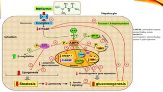 ChREBP: carbohydrate response
element binding protein
SREBP-1c:
sterol regulatory element-binding
protein-1c gene expression

 