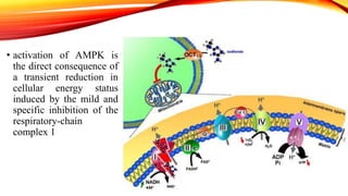 • activation of AMPK is
the direct consequence of
a transient reduction in
cellular energy status
induced by the mild and
specific inhibition of the
respiratory-chain
complex 1

 