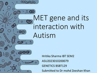 MET gene and its
interaction with
Autism
Hritika Sharma IBT SEM2
ASU2023010200079
GENETICS BSBT129
Submitted to Dr mohd Zeeshan Khan
 