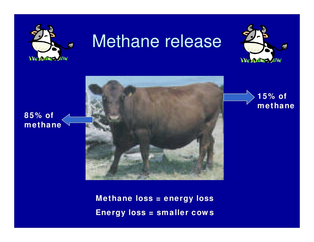 Which end of the cow does methane come out?