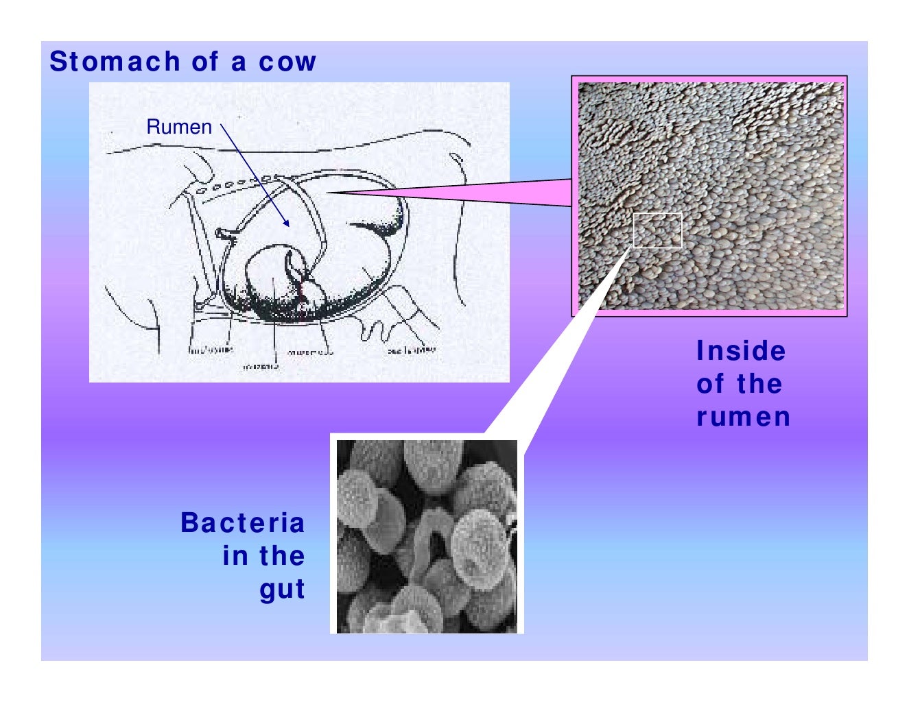 Which end of the cow does methane come out?