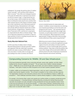 Oil and Gas Methane Pollution: An Invisible Threat to Wildlife and Economic Opportunity for Communities 8
access to essential moisture for alpine plants and
animals. In addition, warmer temperatures are allowing
more mountain pine beetles to survive the winter and
damage the park’s forests.47
Very specialized species
like the American pika, which live only on high, rocky
mountains, are particularly sensitive to small changes
in their environments. When temperatures exceed
approximately 70 degrees Fahrenheit, American pikas
can die within hours if they cannot escape the heat.48
While the precise extent of climate-related impacts in
these and other areas is unclear, the significant economic
engines of tourism and outdoor recreation would be
diminished in a warmer world brought about in part by
methane pollution. Steps taken to limit the pollution that
causes these changes will not only benefit wildlife, but
will also preserve the value of important ecosystems for
human enjoyment and economic well-being.
endangered. On average, the park has about 2.5 million
visitors annually,42
and contributes $203 million to
Ohio’s economy.43
One of the most endangered species
in the park, the Indiana bat, is expected to lose most if
not all of its summer range—a range female bats use
to rear their young—which includes the state of Ohio.
Bats in northeastern states may be more sensitive than
other mammal species to the impacts of climate change
due to their reproductive cycles, hibernation patterns,
and migration timing. Bat populations in the region
have already suffered a dramatic decline due to white-
nosed syndrome, a fungal disease. Populations were
down 72 percent in 2011, and this loss is expected to
be compounded by the effects of climate change.44
Bats
are an important component of ecosystems as they eat
large quantities of insects, including crop pests than can
damage agricultural revenue.45
Rocky Mountain National Park
In 2014, more than 3.4 million visitors to Rocky
Mountain National Park in Colorado spent $217 million
and supported 3,382 jobs, which had a cumulative
benefit to the state’s economy of $329 million.46
Spring
snow now melts 2-3 weeks earlier on average each
year, leading to less water in summer and reduced
Compounding Concerns for Wildlife: Oil and Gas Infrastructure
Oil and gas development generally involve constructing well pads, access roads, pipelines, and other related
facilities and the removal of vegetation and topsoil.49
This can cause a loss of habitat in densely developed
areas.50
Wildlife also can be harmed through spills, chronic leaks, and crude oil releases if equipment is operated
improperly. These types of impacts can affect ecosystems and can lead to species’ population declines.51
In addition, wildlife can be threatened by habitat fragmentation, which can result in concentration of wildlife in
smaller areas that lack migration corridors. This can lead to competition for food, territory, and other resources.
The fragmentation caused by road construction produces some of the most deleterious impacts on wildlife and
ecosystems.52
These challenges exacerbate stresses on species already struggling in a rapidly-changing climate.
For example, in the American West, certain iconic species are in perilous decline, as migratory animals lose ground
to energy development. In Southeast Montana, Northeast Wyoming, and along the Colorado-Wyoming border,
mule deer and pronghorn are quite vulnerable to energy development and have seen population losses in terms
of both size and productivity over the last three decades.53
In certain areas of Montana, industrial activity and its
impacts also threaten grizzly bear populations. An interagency study found that grizzly bears are five times more
likely to die in an area with roads or trails.54
Mule deer. Photo: USFWS.
 