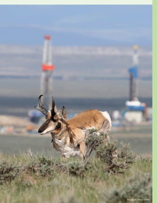 23Oil and Gas Methane Pollution: An Invisible Threat to Wildlife and Economic Opportunity for Communities
Pronghorn. Photo: USFWS.
 