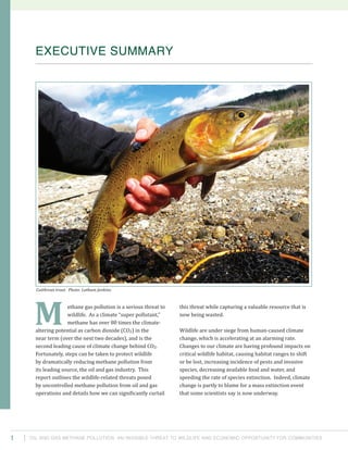 Oil and Gas Methane Pollution: An Invisible Threat to Wildlife and Economic Opportunity for Communities1
ethane gas pollution is a serious threat to
wildlife. As a climate “super pollutant,”
methane has over 80 times the climate-
altering potential as carbon dioxide (CO2) in the
near term (over the next two decades), and is the
second leading cause of climate change behind CO2.
Fortunately, steps can be taken to protect wildlife
by dramatically reducing methane pollution from
its leading source, the oil and gas industry. This
report outlines the wildlife-related threats posed
by uncontrolled methane pollution from oil and gas
operations and details how we can significantly curtail
this threat while capturing a valuable resource that is
now being wasted.
Wildlife are under siege from human-caused climate
change, which is accelerating at an alarming rate.
Changes to our climate are having profound impacts on
critical wildlife habitat, causing habitat ranges to shift
or be lost, increasing incidence of pests and invasive
species, decreasing available food and water, and
speeding the rate of species extinction. Indeed, climate
change is partly to blame for a mass extinction event
that some scientists say is now underway.
EXECUTIVE SUMMARY
M
Cutthroat trout. Photo: Latham Jenkins.
 