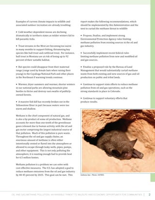 Oil and Gas Methane Pollution: An Invisible Threat to Wildlife and Economic Opportunity for Communities 2
report makes the following recommendations, which
should be implemented by this Administration and the
next to curtail the methane threat to wildlife:
• Propose, finalize, and implement strong
Environmental Protection Agency rules limiting
methane pollution from existing sources in the oil and
gas industry.
• Successfully implement recent federal rules
limiting methane pollution from new and modified oil
and gas sources.
• Finalize a proposed rule by the Bureau of Land
Management that would substantially curtail methane
waste from both existing and new sources of gas and oil
production on public and tribal lands.
• Continue to support state efforts to reduce methane
pollution from oil and gas operations, such as the
strong standards in place in Colorado.
• Continue to support voluntary efforts that
produce results.
Examples of current climate impacts to wildlife and
associated outdoor recreation are already troubling:
• Cold weather-dependent moose are declining
dramatically in northern states as milder winters fail to
kill parasitic ticks.
• Trout streams in the West are becoming too warm
in many months to support fishing, threatening key
species like bull trout and cutthroat trout. For instance,
bull trout in Montana are at risk of losing up to 92
percent of their suitable habitat.
• Bat species could disappear from their maternal
range (range used by female bats when raising their
young) in the Cuyahoga National Park and other places
in the Northeast if warming trends continue.
• Warmer, dryer summers and warmer, shorter winters
in our national parks are allowing mountain pine
beetles to thrive and destroy vast swaths of publicly-
owned forests.
• A massive fish kill has recently broken out in the
Yellowstone River in part because waters were too
warm and shallow.
Methane is the chief component of natural gas, and
is also a by-product of some oil production. Methane
accounts for more than one-tenth of the greenhouse
gases released due to human activity, with the oil and
gas sector comprising the largest industrial source of
that pollution. Much of this pollution is pure waste.
Throughout the oil and gas supply chains, an
enormous amount of methane is often either
intentionally vented or flared into the atmosphere or
allowed to escape through leaky wells, pipes, pumps,
and other equipment. This is not only polluting the
atmosphere, it is wasting enough fuel to provide heat
for 6.5 million homes.
Methane pollution is a problem we can solve with
cost-effective measures. The U.S. has adopted a goal to
reduce methane emissions from the oil and gas industry
by 40-45 percent by 2025. This goal can be met. This Indiana bat. Photo: USFWS.
 
