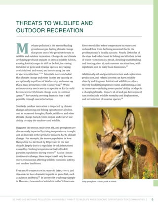 Oil and Gas Methane Pollution: An Invisible Threat to Wildlife and Economic Opportunity for Communities 6
River were killed when temperature increases and
reduced flow from declining snowmelt led to the
proliferation of a deadly parasite. Nearly 200 miles of
the river had to be closed to fishing and all other forms
of water recreation as a result, derailing tourist fishing
and boating plans at peak summer vacation time, with
significant cost to many local businesses.29
Additionally, oil and gas infrastructure and exploration,
production, and related activity can harm wildlife
directly and fragment habitat and wildlife corridors,
thereby hindering migration routes and limiting access
to resources—reducing some species’ ability to adapt to
a changing climate. Impacts of oil and gas development
can also include wildlife mortality and displacement,
and introduction of invasive species.30
ethane pollution is the second leading
greenhouse gas, fueling climate change
that poses one of the greatest threats to
wildlife and outdoor recreation. Changes to our climate
are having profound impacts on critical wildlife habitat,
causing habitat ranges to shift or be lost, increasing
incidence of pests and invasive species, decreasing
available food and water, and accelerating the rate
of species extinction.23, 24
Scientists have concluded
that climate change and other factors are causing an
exceptionally rapid loss of biodiversity, and some say
that a mass extinction event is underway.25
While
estimates vary, one in every six species on Earth could
become extinct if climate change were to continue
apace.26
Fortunately, averting dramatic loss is still
possible through concerted action.
Similarly, outdoor recreation is impacted by climate
change as hunting and fishing opportunities decline,
and as increased droughts, floods, wildfires, and other
climate change-fueled events impair and restrict our
ability to enjoy the outdoors and wildlife.
Big game like moose, mule deer, elk, and pronghorn are
also severely impacted by rising temperatures, drought,
and an increase in the spread of diseases due to climate
change. For example, the moose population in New
Hampshire has declined by 40 percent in the last
decade, largely due to a rapid rise in tick infestations
caused by climbing temperatures that fail to kill
parasite populations during winter.27
As our climate
continues to change, these impacts will only become
more pronounced, affecting wildlife, economic activity,
and outdoor traditions.
Even small temperature increases in lakes, rivers, and
streams can have dramatic impacts on game fish, such
as salmon and trout.28
In one recent troubling example
in Montana, thousands of whitefish in the Yellowstone
THREATS TO WILDLIFE AND
OUTDOOR RECREATION
M
Baby pronghorn. Photo: Jacob W. Frank.
 