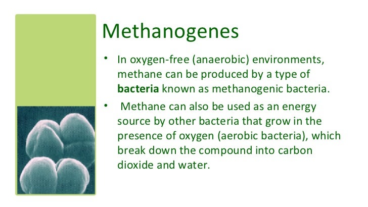 Methanogens In Cows