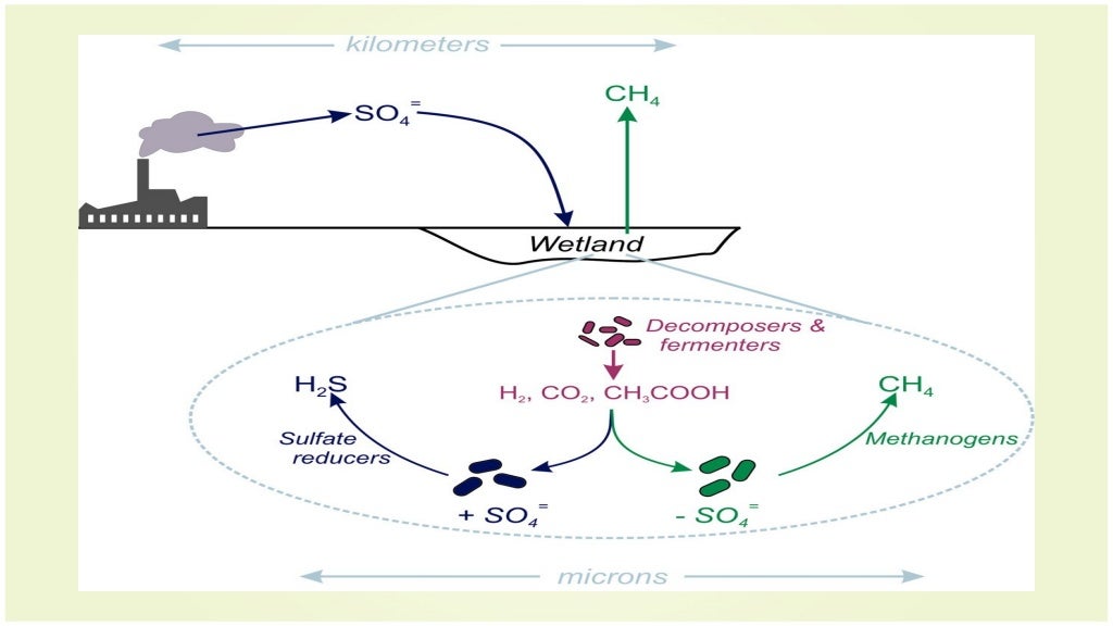 Methane production by bacteria