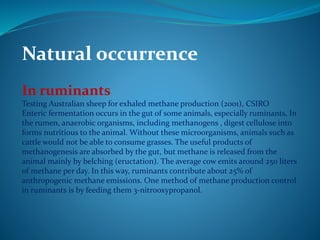 Natural occurrence
In ruminants
Testing Australian sheep for exhaled methane production (2001), CSIRO
Enteric fermentation occurs in the gut of some animals, especially ruminants. In
the rumen, anaerobic organisms, including methanogens , digest cellulose into
forms nutritious to the animal. Without these microorganisms, animals such as
cattle would not be able to consume grasses. The useful products of
methanogenesis are absorbed by the gut, but methane is released from the
animal mainly by belching (eructation). The average cow emits around 250 liters
of methane per day. In this way, ruminants contribute about 25% of
anthropogenic methane emissions. One method of methane production control
in ruminants is by feeding them 3-nitrooxypropanol.
 