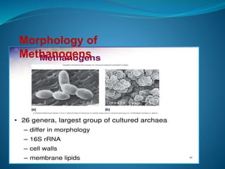 Morphology of
Methanogens
 