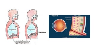 methanol toxicity - Copy.pptx