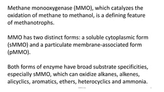 Methane monooxygenase (MMO), which catalyzes the
oxidation of methane to methanol, is a defining feature
of methanotrophs.
MMO has two distinct forms: a soluble cytoplasmic form
(sMMO) and a particulate membrane-associated form
(pMMO).
Both forms of enzyme have broad substrate specificities,
especially sMMO, which can oxidize alkanes, alkenes,
alicyclics, aromatics, ethers, heterocyclics and ammonia.
KKR1116 5
 