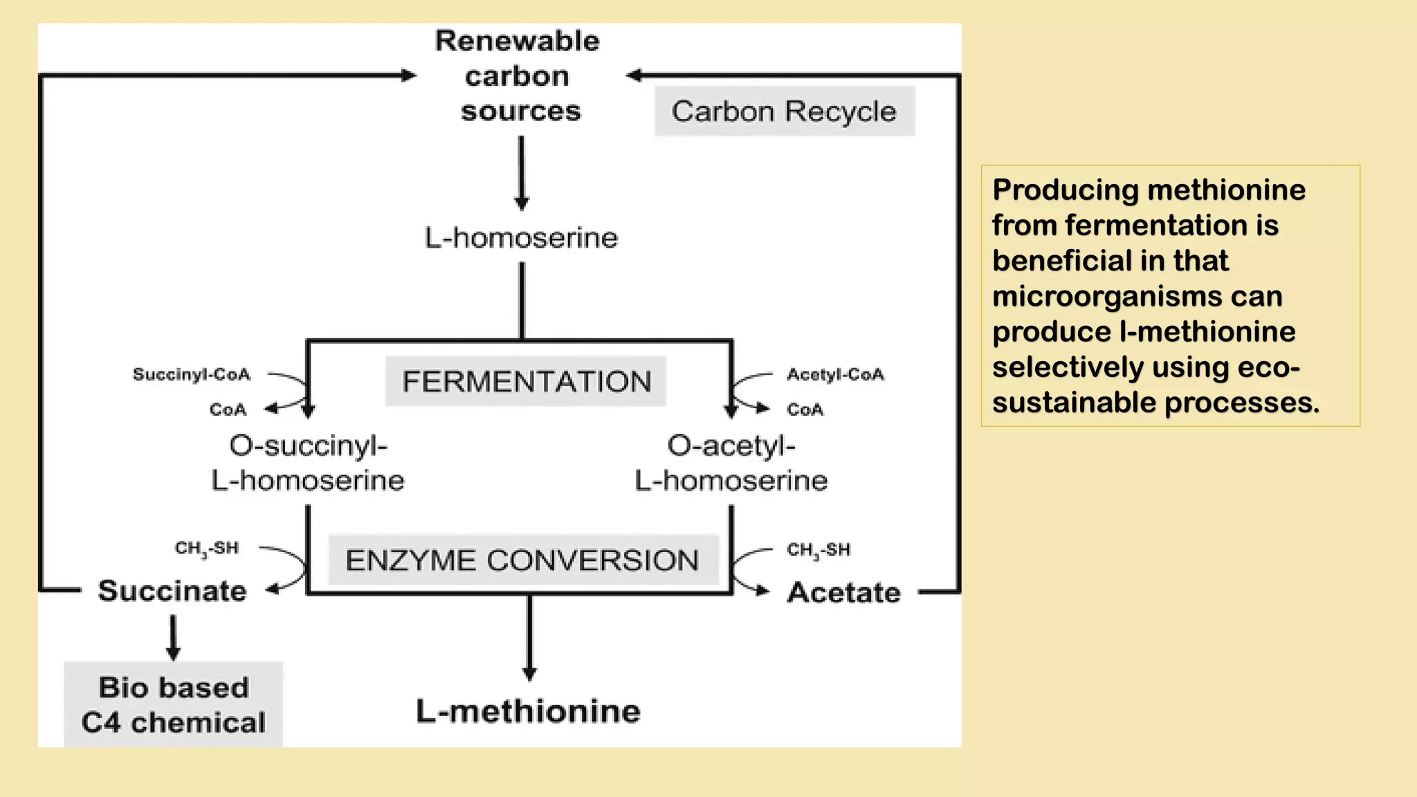 Producing methionine
from fermentation is
beneficial in that
microorganisms can
produce l-methionine
selectively using eco-
sustainable processes.