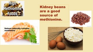 Kidney beans
are a good
source of
methionine.
Salmon naturally contains
methionine.
 