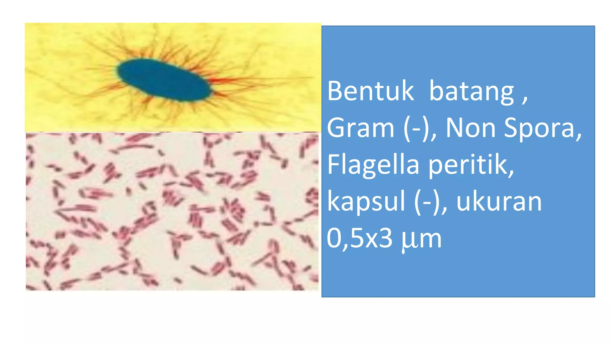 Methode validation for e.coli