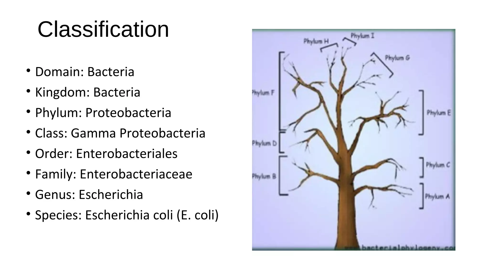Methode validation for e.coli