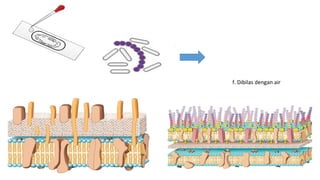 Methode validation for e.coli