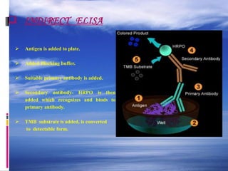  INDIRECT ELISA
 Antigen is added to plate.
 Added Blocking buffer.
 Suitable primary antibody is added.
 Secondary antibody- HRPO is then
added which recognizes and binds to
primary antibody.
 TMB substrate is added, is converted
to detectable form.
 