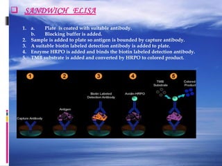 SANDWICH ELISA
1. a. Plate is coated with suitable antibody.
b. Blocking buffer is added.
2. Sample is added to plate so antigen is bounded by capture antibody.
3. A suitable biotin labeled detection antibody is added to plate.
4. Enzyme HRPO is added and binds the biotin labeled detection antibody.
5. TMB substrate is added and converted by HRPO to colored product.
 