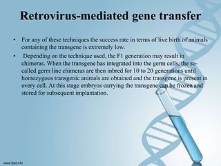 Retrovirus-mediated gene transfer
• For any of these techniques the success rate in terms of live birth of animals
containing the transgene is extremely low.
• Depending on the technique used, the F1 generation may result in
chimeras. When the transgene has integrated into the germ cells, the so-
called germ line chimeras are then inbred for 10 to 20 generations until
homozygous transgenic animals are obtained and the transgene is present in
every cell. At this stage embryos carrying the transgene can be frozen and
stored for subsequent implantation.
 
