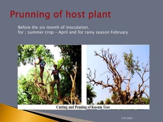 4/6/2022
Before the six month of inoculation.
for ; summer crop – April and for rainy season February
 