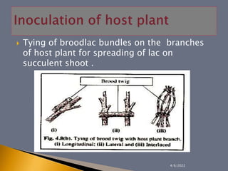  Tying of broodlac bundles on the branches
of host plant for spreading of lac on
succulent shoot .
4/6/2022
 