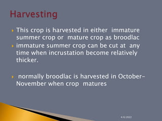  This crop is harvested in either immature
summer crop or mature crop as broodlac
 immature summer crop can be cut at any
time when incrustation become relatively
thicker.
 normally broodlac is harvested in October-
November when crop matures
4/6/2022
 