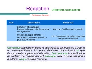 Rédaction Utilisation du document
Doc Observation Déduction
Enzyme = ribonucléase
Présence de ponts disulfures entre
des cystéines
Aucune: c'est la situation témoin
Urée et mercapto-éthanol →
déformation totale enzyme (A) =
plus aucune liaison
Un changement de milieu provoque
la rupture des liaisons
Exploiter un document
On voit que lorsque l'on place la ribonucléase en présence d'urée et
de mercapto-éthanol, les ponts disulfures disparaissent et que
l'enzyme est complètement déroulée, c'est donc que la modification
de facteurs de l'environnement provoque cette rupture des ponts
disulfures ce qui déforme l'enzyme.
 