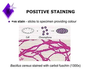 Stained Specimen Methods | PPT