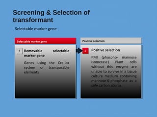 Methods of gene transfer | PPT
