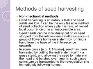 Methods of seed harvesting
 Non-mechanical methods
 Hand harvesting is an arduous task and seed
yields are low. It can be the only feasible method
of seed collection when a plant is rare, of limited
local occurrence or in an inaccessible area.
 Seed heads can be individually cut off or seed
stripped from the inflorescence (Inflorescence - a
group of flowers borne on a stem) by running a
hand from the base of the inflorescence
upwards.
 In some cases (e.g. T. triandra), seed has been
harvested by cutting the entire stem (culm - a
grass stem), and allowing the seed to mature in
the head and be shed over time. In such cases
culms can be transported to the revegetation site
immediately following harvest.
 