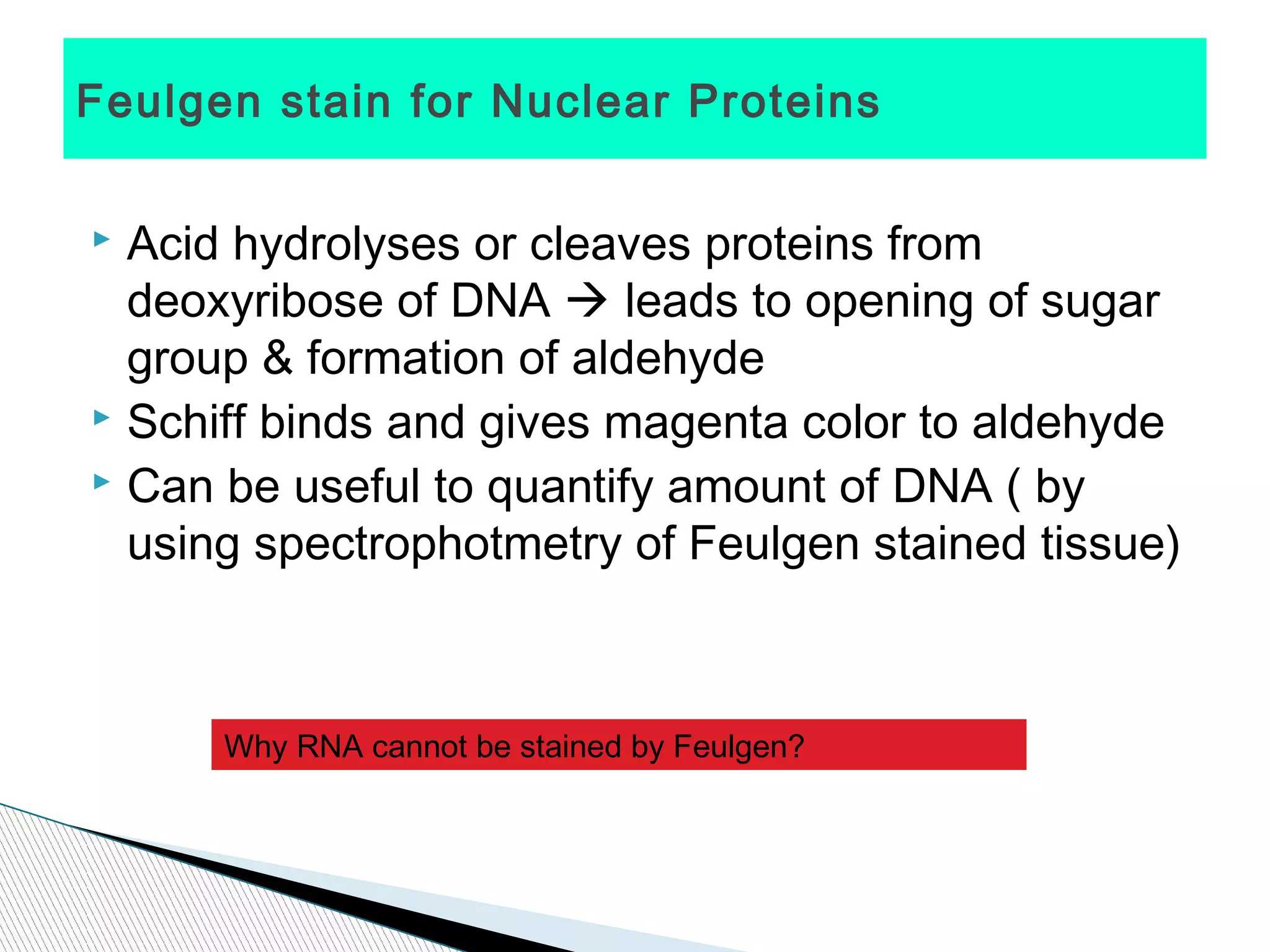 Feulgen stain for Nuclear Proteins

 Acid hydrolyses or cleaves proteins from
  deoxyribose of DNA  leads to opening of sugar
  group & formation of aldehyde
 Schiff binds and gives magenta color to aldehyde
 Can be useful to quantify amount of DNA ( by

  using spectrophotmetry of Feulgen stained tissue)



      Why RNA cannot be stained by Feulgen?
 