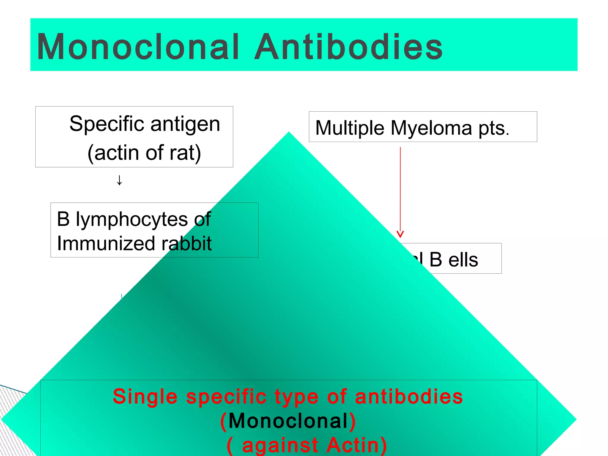 Monoclonal Antibodies

  Specific antigen          Multiple Myeloma pts.
   (actin of rat)
      ↓

 B lymphocytes of
 Immunized rabbit
                            Monoclonal B ells



                Hybridoma cells
                        ↓
      Single specific type of antibodies
                (Monoclonal)
                 ( against Actin)
 
