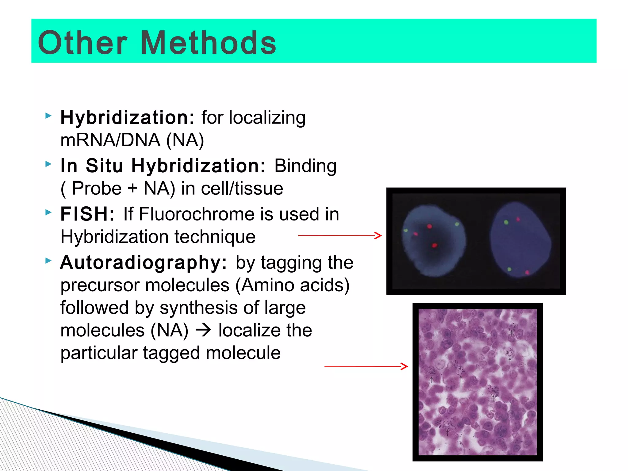 Other Methods

   Hybridization: for localizing
    mRNA/DNA (NA)
   In Situ Hybridization: Binding
    ( Probe + NA) in cell/tissue
   FISH: If Fluorochrome is used in
    Hybridization technique
   Autoradiography: by tagging the
    precursor molecules (Amino acids)
    followed by synthesis of large
    molecules (NA)  localize the
    particular tagged molecule
 
