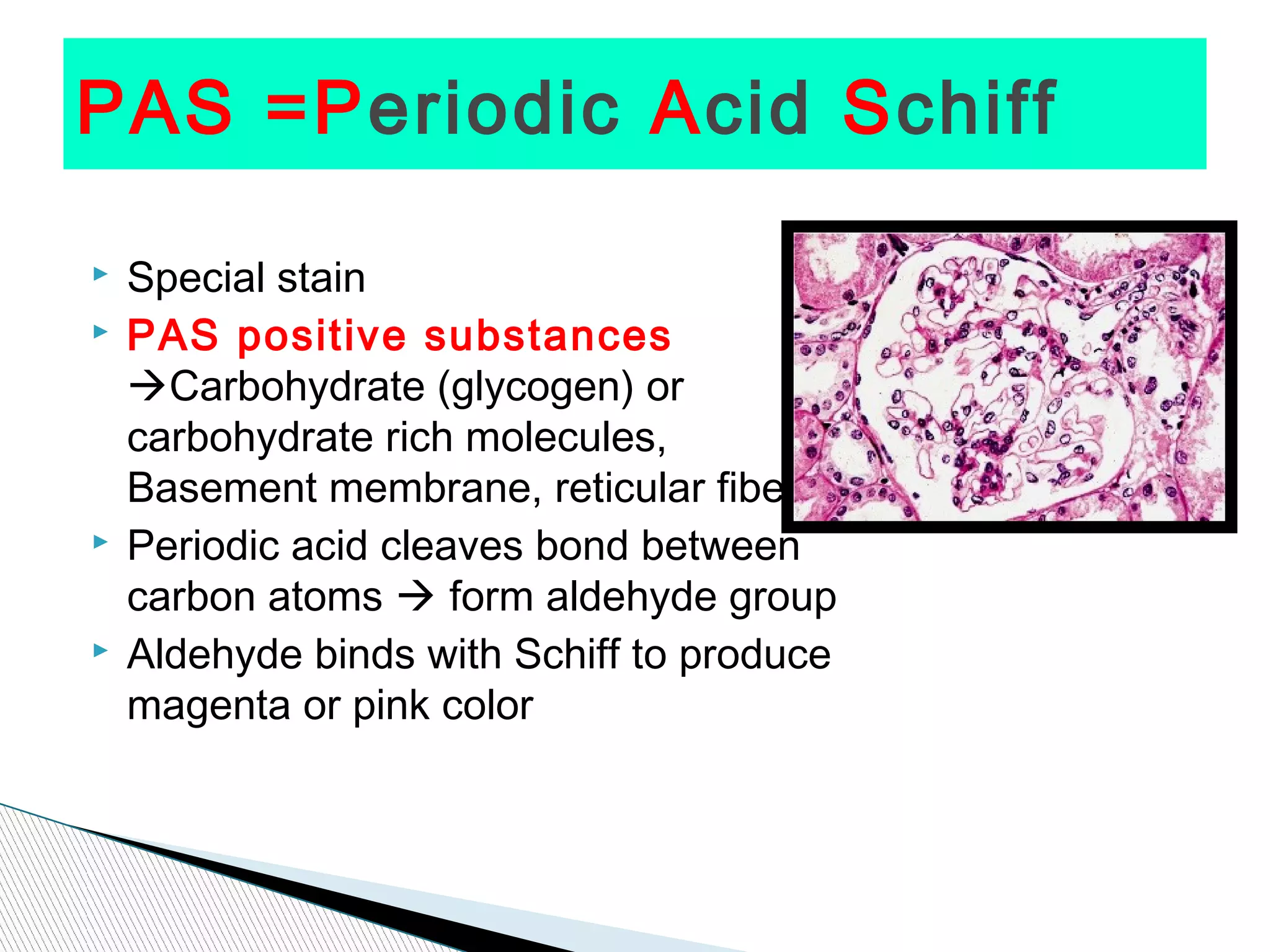 PAS =Periodic Acid Schiff

   Special stain
   PAS positive substances
    Carbohydrate (glycogen) or
    carbohydrate rich molecules,
    Basement membrane, reticular fibers
   Periodic acid cleaves bond between
    carbon atoms  form aldehyde group
   Aldehyde binds with Schiff to produce
    magenta or pink color
 