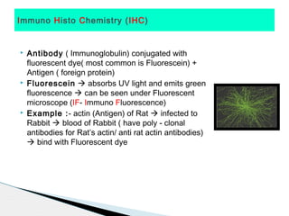 Immuno Histo Chemistry (IHC)


   Antibody ( Immunoglobulin) conjugated with
    fluorescent dye( most common is Fluorescein) +
    Antigen ( foreign protein)
   Fluorescein  absorbs UV light and emits green
    fluorescence  can be seen under Fluorescent
    microscope (IF- Immuno Fluorescence)
   Example :- actin (Antigen) of Rat  infected to
    Rabbit  blood of Rabbit ( have poly - clonal
    antibodies for Rat’s actin/ anti rat actin antibodies)
     bind with Fluorescent dye
 