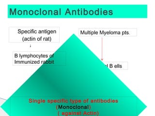 Monoclonal Antibodies

  Specific antigen          Multiple Myeloma pts.
   (actin of rat)
      ↓

 B lymphocytes of
 Immunized rabbit
                            Monoclonal B ells



                Hybridoma cells
                        ↓
      Single specific type of antibodies
                (Monoclonal)
                 ( against Actin)
 