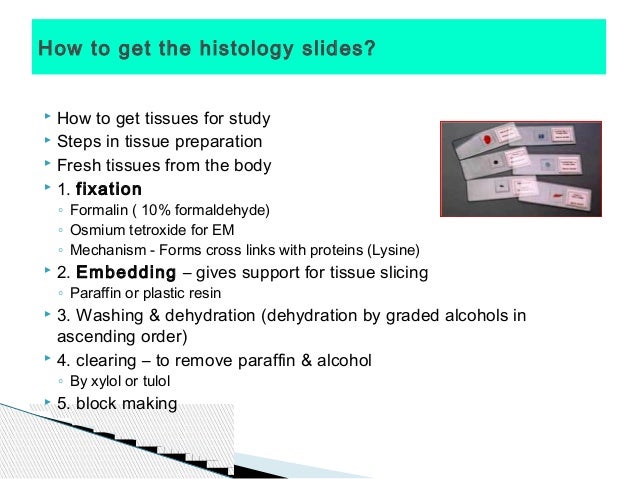 How do you prepare histology slides?