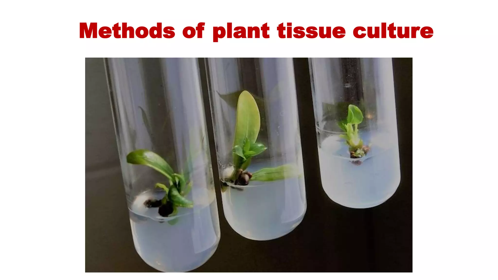 Methods of plant tissue culture
Methods of plant tissue culture
culture
 