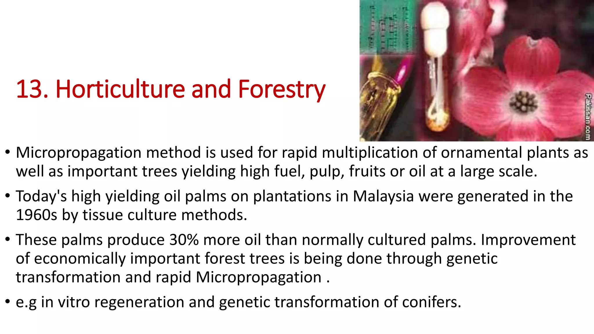 13. Horticulture and Forestry
• Micropropagation method is used for rapid multiplication of ornamental plants as
well as important trees yielding high fuel, pulp, fruits or oil at a large scale.
• Today's high yielding oil palms on plantations in Malaysia were generated in the
1960s by tissue culture methods.
• These palms produce 30% more oil than normally cultured palms. Improvement
of economically important forest trees is being done through genetic
transformation and rapid Micropropagation .
• e.g in vitro regeneration and genetic transformation of conifers.
 