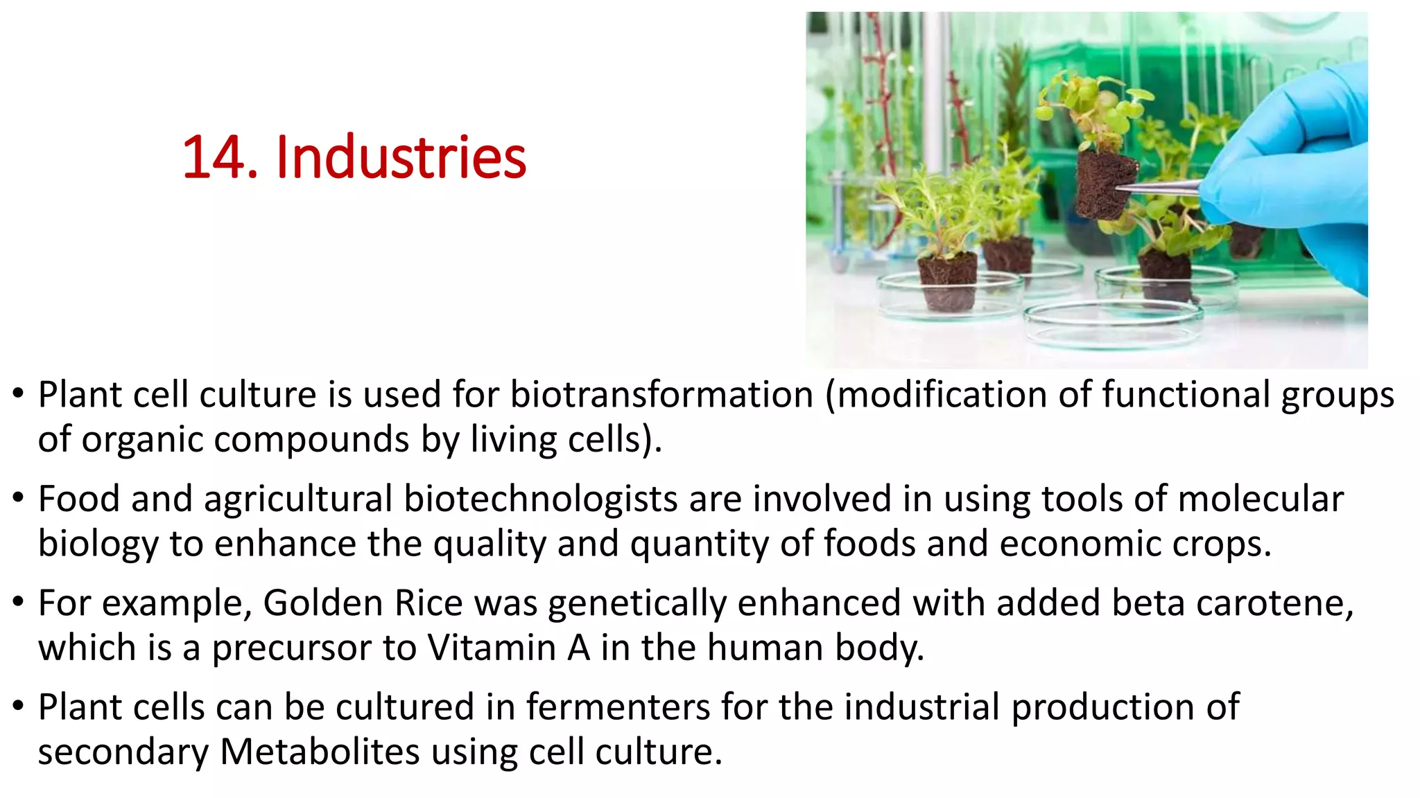 14. Industries
• Plant cell culture is used for biotransformation (modification of functional groups
of organic compounds by living cells).
• Food and agricultural biotechnologists are involved in using tools of molecular
biology to enhance the quality and quantity of foods and economic crops.
• For example, Golden Rice was genetically enhanced with added beta carotene,
which is a precursor to Vitamin A in the human body.
• Plant cells can be cultured in fermenters for the industrial production of
secondary Metabolites using cell culture.
 
