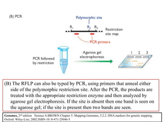 Methods for characterization of animal genomes(snp,str,qtl,rflp,rapd ...