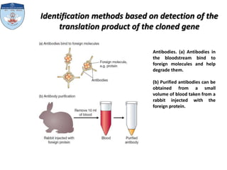 Methods for clone identification | PPTX | Chemistry | Science