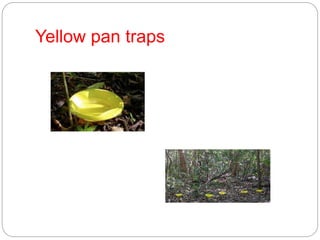Yellow pan traps
 