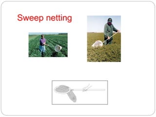 Sweep netting
 